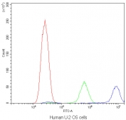 Flow cytometry testing of human U-2 OS cells with Calpastatin antibody at 1ug/10^6 cells (blocked with goat sera); Red=cells alone, Green=isotype control, Blue=Calpastatin antibody.