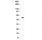 Western blot testing of human HeLa cell lysate with MMP13 antibody at 0.5ug/ml. Predicted molecular weight ~54 kDa.