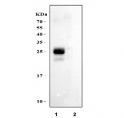 Western blot testing of human 1) Raji and 2) HeLa cell lysate with HLA-DPB1 antibody at 0.5ug/ml. Predicted molecular weight ~29 kDa.
