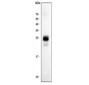 Western blot testing of human Jurkat lysate with HLA-DPB1 antibody at 0.5ug/ml. Predicted molecular weight ~29 kDa.