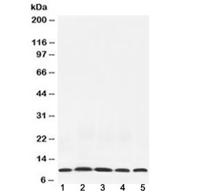 Western blot testing of 1) rat testis, 2) mouse thymus, 3) mouse brain, 4) human HeLa and 5) human MCF7 lysate with NEDD8 antibody at 0.5ug/ml. Predicted molecular weight ~9 kDa.