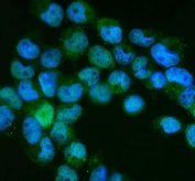 Immunofluorescent staining of FFPE human A431 cells with NEDD8 antibody (green) and DAPI nuclear stain (blue). HIER: steam section in pH6 citrate buffer for 20 min.