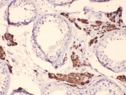 IHC testing of FFPE human testis tissue with CYP17A1 antibody. HIER: steam section in pH6 citrate buffer for 20 min.