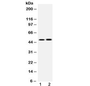 Western blot testing of 1) rat heart and 2) human HepG2 lysate with IKKG antibody at 0.5ug/ml. Expected molecular weight: 37-60 kDa.