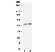 Western blot testing of 1) rat heart and 2) human HepG2 lysate with IKKG antibody at 0.5ug/ml. Expected molecular weight: 37-60 kDa.