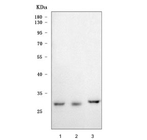 Western blot testing of 1) human 293T, 2) human PC-3 and 3) rat liver lysate using Purine nucleoside phosphorylase antibody at 0.5ug/ml. Predicted molecular weight: 32-34 kDa.