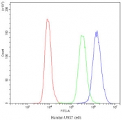 Flow cytometry testing of human U937 MG cells with Purine Nucleoside Phosphorylase antibody at 1ug/10^6 cells (blocked with goat sera); Red=cells alone, Green=isotype control, Blue=Purine Nucleoside Phosphorylase antibody.