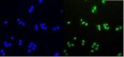 Immunofluorescent staining of FFPE human U-2 OS cells with HDGF antibody (green) and DAPI nuclear stain (blue). HIER: steam section in pH6 citrate buffer for 20 min.