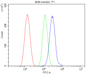 Flow cytometry analysis of fixed and permeabilized human SiHa cells with MUT antibody at 1ug/million cells (blocked with goat sera); Red=cells alone, Green=isotype control, Blue= MUT antibody.