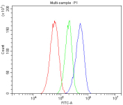 Flow cytometry analysis of fixed and permeabilized human HepG2 cells with MUT antibody at 1ug/million cells (blocked with goat sera); Red=cells alone, Green=isotype control, Blue= MUT antibody.