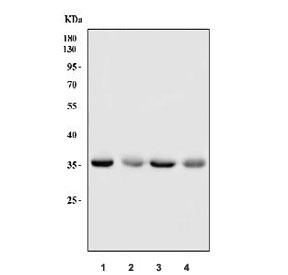 Western blot testing of human 1) HepG2, 2) Daudi, 3) MOLT4 and 4) HL60 cell lysate with hnRNP A1 antibody. Expected molecular weight: 29-39 kDa (multiple isoforms).