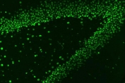 Immunofluorescent staining of FFPE rat brain tissue with hnRNP A1 antibody. HIER: steam section in pH6 citrate buffer for 20 min.