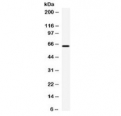 Western blot testing of human HepG2 cell lysate with Carboxypeptidase M antibody at 0.5ug/ml. Expected molecular weight: 51-65 kDa depending on glycosylation level.