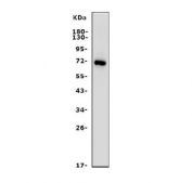 Western blot testing of human placenta lysate with PLAP antibody. Predicted molecular weight ~58 kDa but routinely visualized at 60-70 kDa.