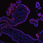 Immunofluorescent staining of FFPE human placental tissue with PLAP antibody (red) and DAPI nuclear stain (blue). HIER: steam section in pH8 EDTA buffer for 20 min.
