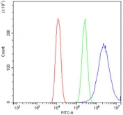 Flow cytometry testing of human U-2 OS cells with Beta III Tubulin antibody at 1ug/million cells (blocked with goat sera); Red=cells alone, Green=isotype control, Blue= Beta III Tubulin antibody.