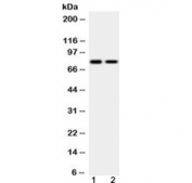 Western blot testing of 1) rat testis and 2) human K562 lysate with GAB1 antibody at 0.5ug/ml. Predicted molecular weight ~76 kDa, also observed at 100-110 kDa.