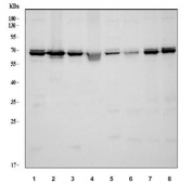 Western blot testing of 1) human Jurkat, 2) human MCF7, 3) human PC-3, 4) human U-87 MG, 5) rat liver, 6) mouse liver, 7) mouse RAW264.7 and 8) mouse NIH 3T3 cell lysate with hnRNP L antibody at 0.5ug/ml. Predicted molecular weight ~64 kDa.