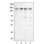 Western blot testing of human 1) HeLa, 2) HepG2, 3) 293T and 4) U-87 MG cell lysate with AFF4 antibody. Predicted molecular weight ~127/98/39 kDa (isoforms 1/2/3).
