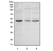 Western blot testing of human 1) SiHa, 2) A431 and 3) PC-3 cell lysate with IRF9 antibody at 0.5ug/ml. Predicted molecular weight: 44-48 kDa.