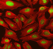 Immunofluorescent staining of FFPE human U-2 OS cells with IRF9 antibody (green) and Alpha Tubulin mAb (red). HIER: steam section in pH6 citrate buffer for 20 min.