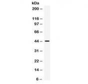Western blot testing of human U87 cell lysate with IRF9 antibody at 0.5ug/ml. Predicted molecular weight: 44-48 kDa.