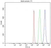 Flow cytometry testing of fixed and permeabilized human 293T cells with hnRNP H antibody at 1ug/million cells (blocked with goat sera); Red=cells alone, Green=isotype control, Blue= hnRNP H antibody.