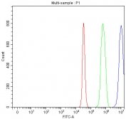 Flow cytometry testing of fixed and permeabilized rat C6 cells with hnRNP H antibody at 1ug/million cells (blocked with goat sera); Red=cells alone, Green=isotype control, Blue= hnRNP H antibody.