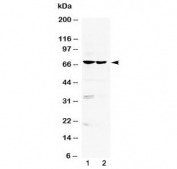 Western blot testing of human 1) HeLa and 2) HepG2 cell lysate with BMAL1 antibody at 0.5ug/ml. Predicted molecular weight ~69 kDa.