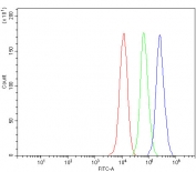 Western blot testing of human 1) HeLa and 2) HepG2 cell lysate with BMAL1 antibody at 0.5ug/ml. Predicted molecular weight ~69 kDa.