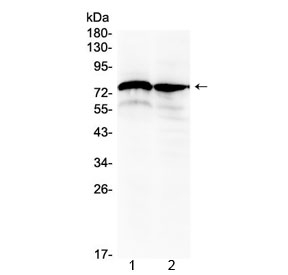Western blot testing of rat 1) brain and 2) testis lysate with DVL1 antibody at 0.5ug/ml. Predicted molecular weight ~75 kDa.~