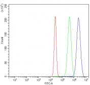 Western blot testing of human SW620 cell lysate with CHK1 antibody at 0.5ug/ml. Predicted molecular weight ~54 kDa.