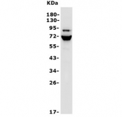 Western blot testing of human HepG2 cell lysate with Angiopoietin 2 antibody. Expected molecular weight: 57-70 kDa depending on glycosylation level.