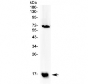 Western blot testing of human 293T cell lysate with Survivin antibody at 0.5ug/ml. Predicted molecular weight ~16 kDa.