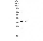 Western blot testing of human HepG2 cell lysate with CRX antibody at 0.5ug/ml. Predicted molecular weight ~32 kDa.