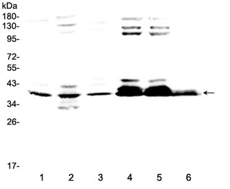 Western blot testing of 1) rat brain, 2) rat testis, 3) mouse brain, 4) human 293T, 5) human 293T and 6) human HepG2 lysate at 0.5ug/ml. Predicted molecular weight ~39 kDa.