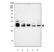 Western blot testing of 1) human 293T, 2) human T-47D, 3) human COLO-320, 4) rat brain and 5) mouse brain lysate with Musashi antibody at 0.5ug/ml. Predicted molecular weight ~39 kDa.