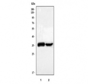 Western blot testing of human 1) A549 and 2) HepG2 cell lysate with AKR1B10 antibody. Predicted molecular weight ~36 kDa.