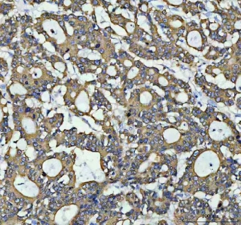 IHC testing of FFPE human tonsil tissue with AGR2 antibody at 1ug/ml. Required HIER: steam section in pH6 citrate buffer for 20 min and allow to cool prior to testing.