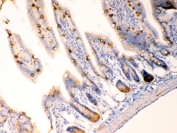 IHC testing of FFPE mouse intestine tissue with AGR2 antibody at 1ug/ml. Required HIER: steam section in pH6 citrate buffer for 20 min and allow to cool prior to testing.