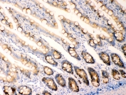 IHC testing of FFPE rat intestine tissue with AGR2 antibody at 1ug/ml. Required HIER: steam section in pH6 citrate buffer for 20 min and allow to cool prior to testing.