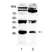 Western blot testing of 1) rat brain and 2) mouse brain with PDGF beta antibody at 0.5ug/ml. Predicted molecular weight ~27 kDa.