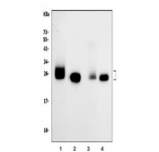 Western blot testing of 1) mouse thymus, 2) mouse brain, 3) rat thymus and 4) rat brain tissue lysate with CD90 antibody. Predicted molecular weight 18~35 kDa depending on glycosylation level.