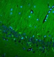 Immunofluorescent staining of FFPE rat brain tissue with CD90 antibody (green) and DAPI nuclear stain (blue). Required HIER: steam section in pH8 EDTA for 20 min and allow to cool prior to testing.