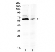 Western blot testing of human 1) 293T and 2) COLO-320 lysate with AMH antibody at 0.5ug/ml. Predicted molecular weight ~60 kDa. Glycosylated homodimer may be seen at ~ 140 kDa.