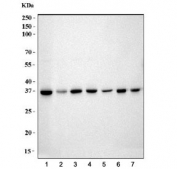 Western blot testing of 1) human HeLa, 2) human Caco-2, 3) human CCRF-CEM, 4) rat brain, 5) rat liver, 6) mouse brain and 7) mouse liver lysate with GAPDH antibody. Predicted molecular weight ~36 kDa.