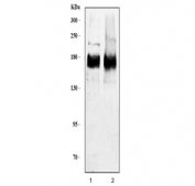 Western blot testing of human 1) HeLa and 2) MCF7 cell lysate with HER2 antibody.  Predicted molecular weight ~138 kDa (unmodified), ~185 kDa (glycosylated).