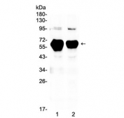 Western blot testing of 1) rat pancreas and 2) mouse pancreas lysate with Alpha Amylase antibody at 0.5ug/ml. Predicted molecular weight ~58 kDa.