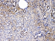 IHC testing of FFPE rat kidney tissue with SERPINA5 antibody at 1ug/ml. Required HIER: steam section in pH6 citrate buffer for 20 min and allow to cool prior to testing.