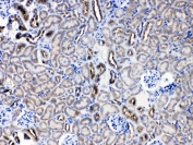 IHC testing of FFPE mouse kidney tissue with SERPINA5 antibody at 1ug/ml. Required HIER: steam section in pH6 citrate buffer for 20 min and allow to cool prior to testing.